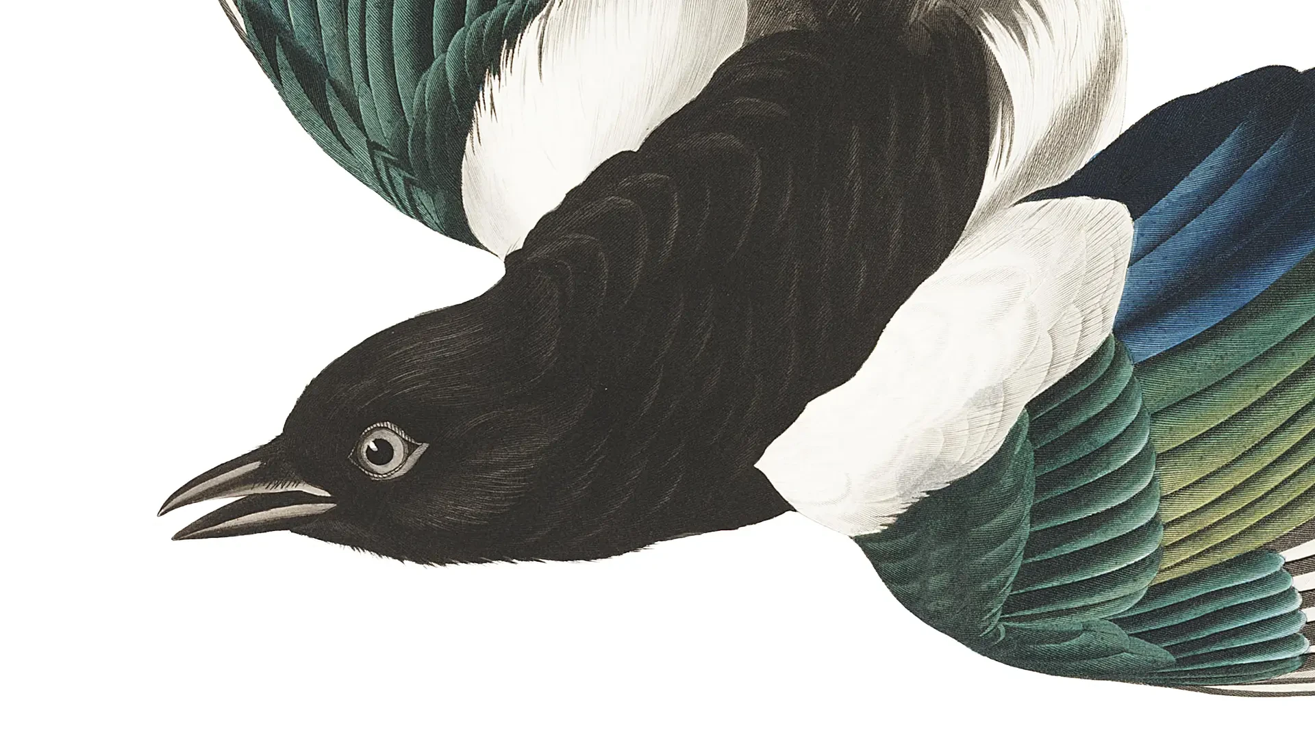 Illustrated magpie in flight with black, white, green and blue plumage